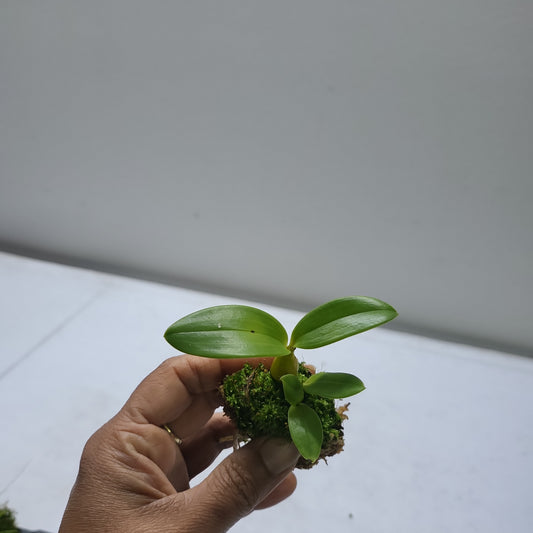 Dendrobium spectabile  Latouria Type)