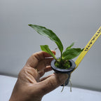 Stanhopea guttulata
