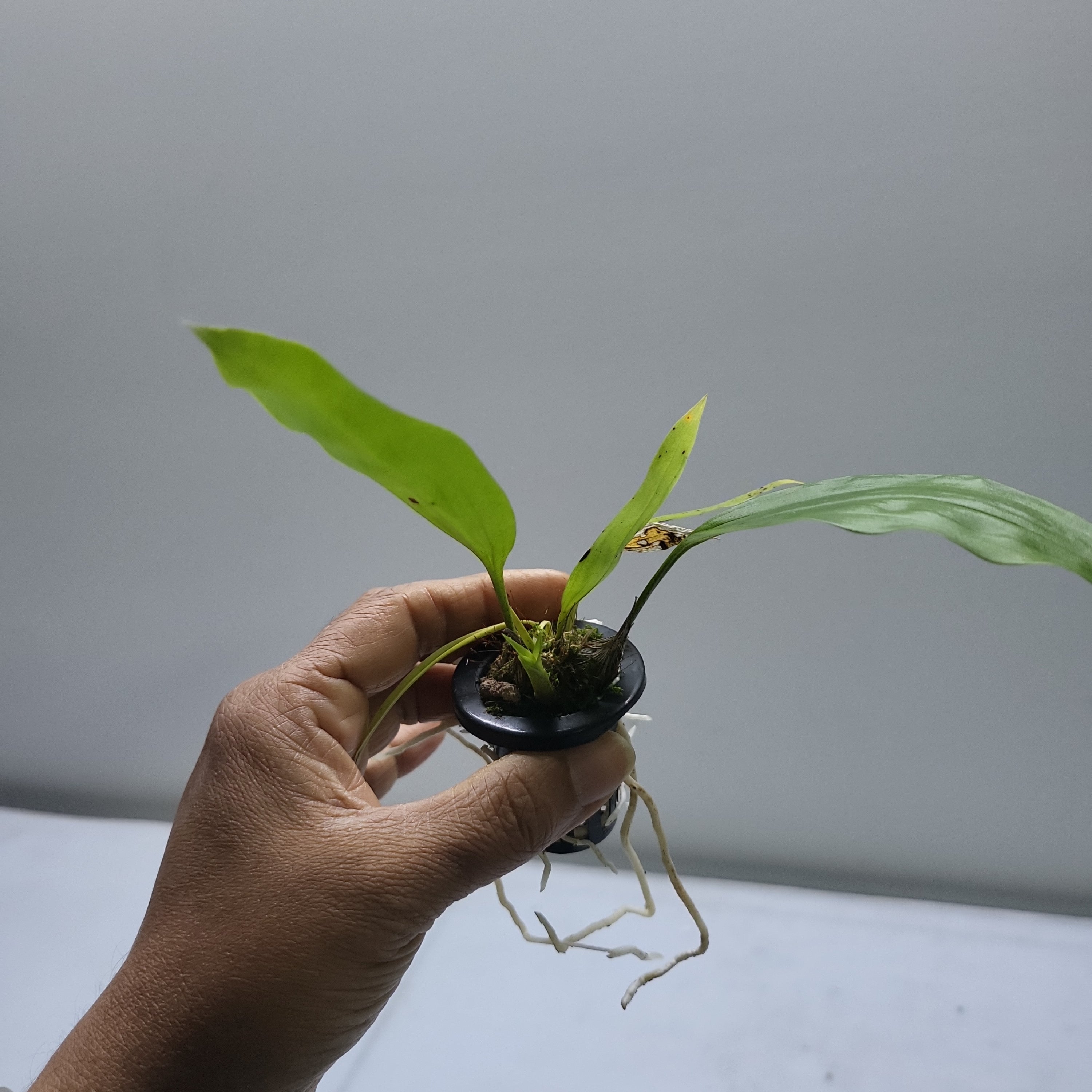 Stanhopea guttulata
