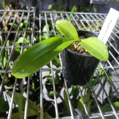Phalaenopsis Hieroglyphica ( Fragrant Species)