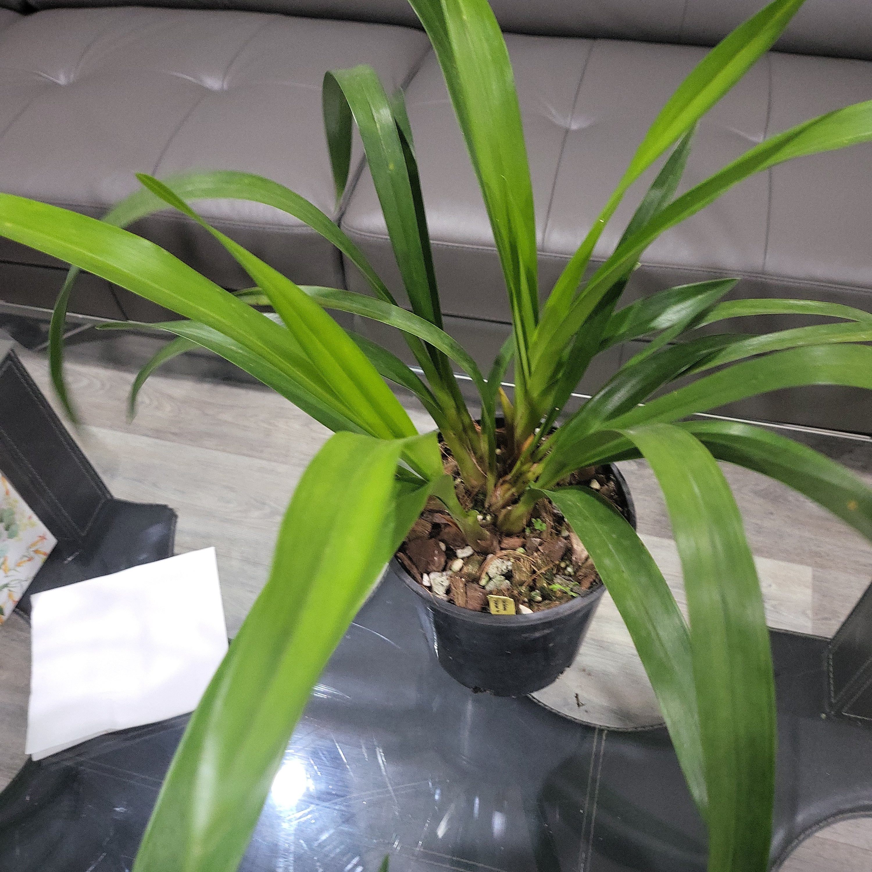 Cymbidium Devon Railway 'New Horizon' 4N Secondary image