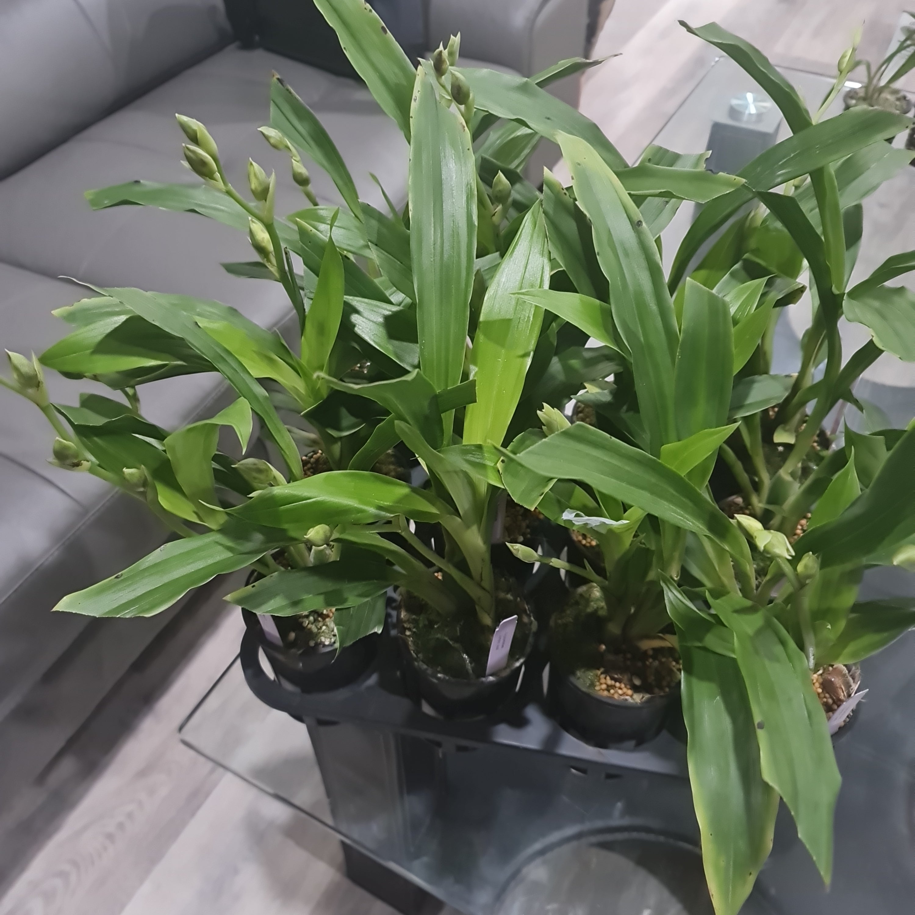 Zygopetalum Jumpin Jack (Skippy Ku x Artur Elle) IN FLOWER SPIKE! Secondary image