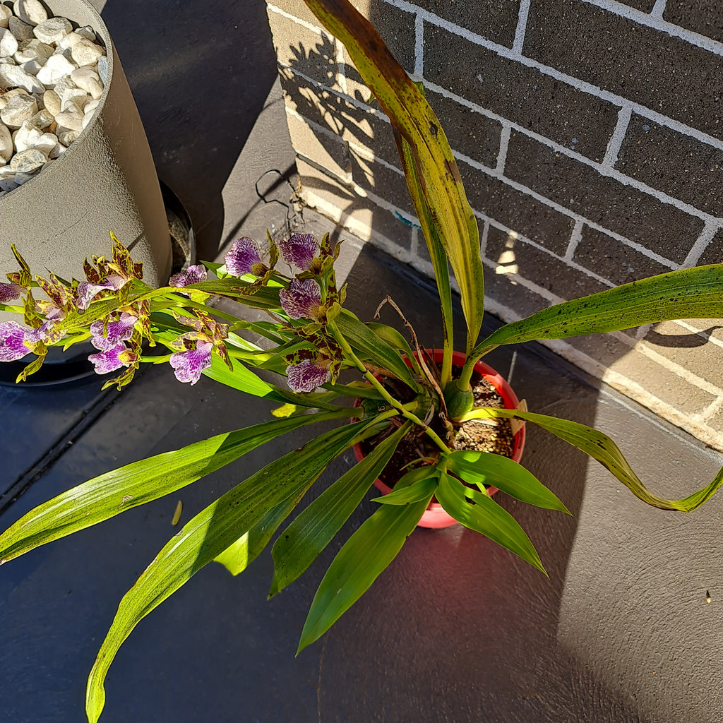 (IN SPIKE NOW) Zygopetalum mackayi