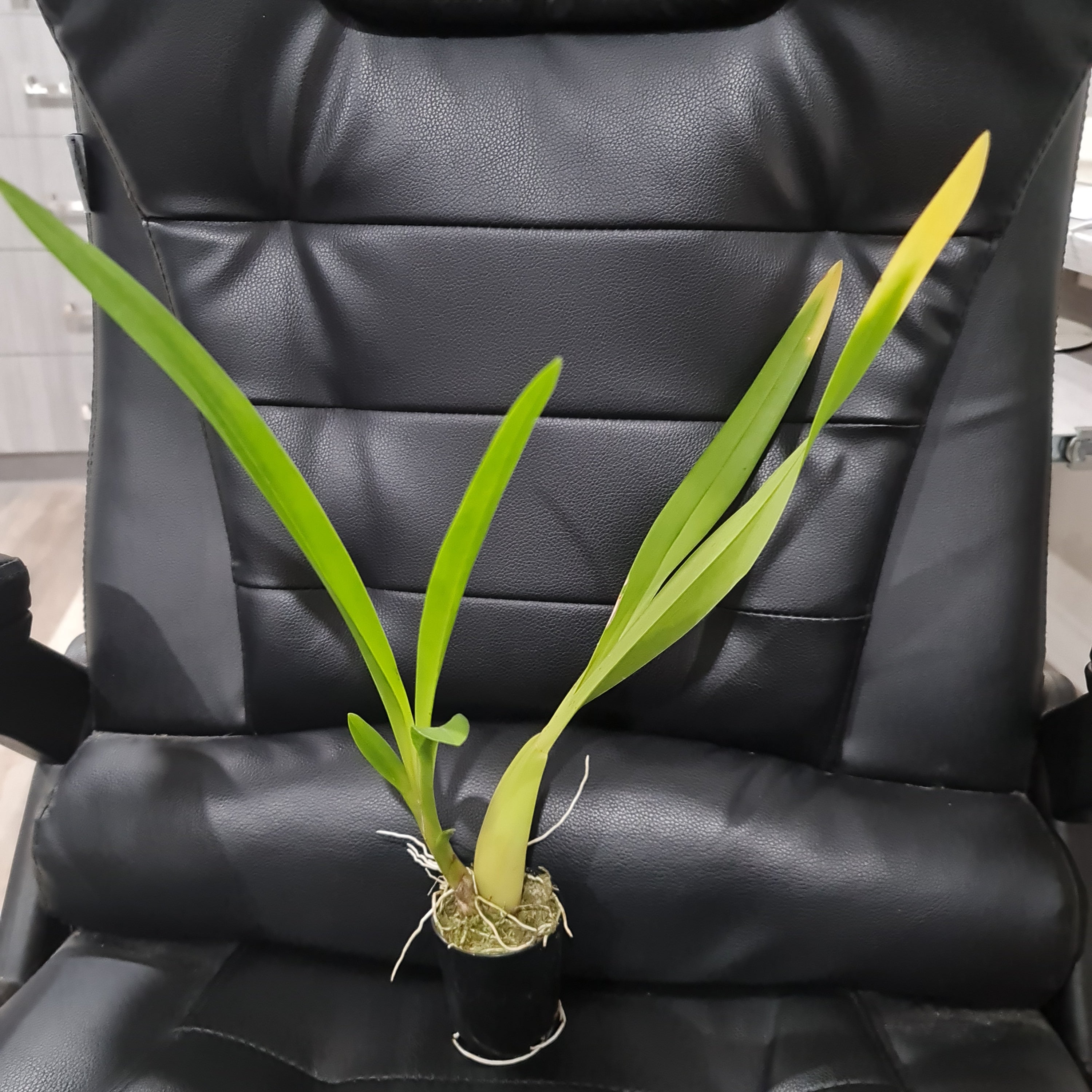 Oncidium sphacelatuOncidium sphacelatum Secondary image