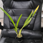 Oncidium sphacelatuOncidium sphacelatum
