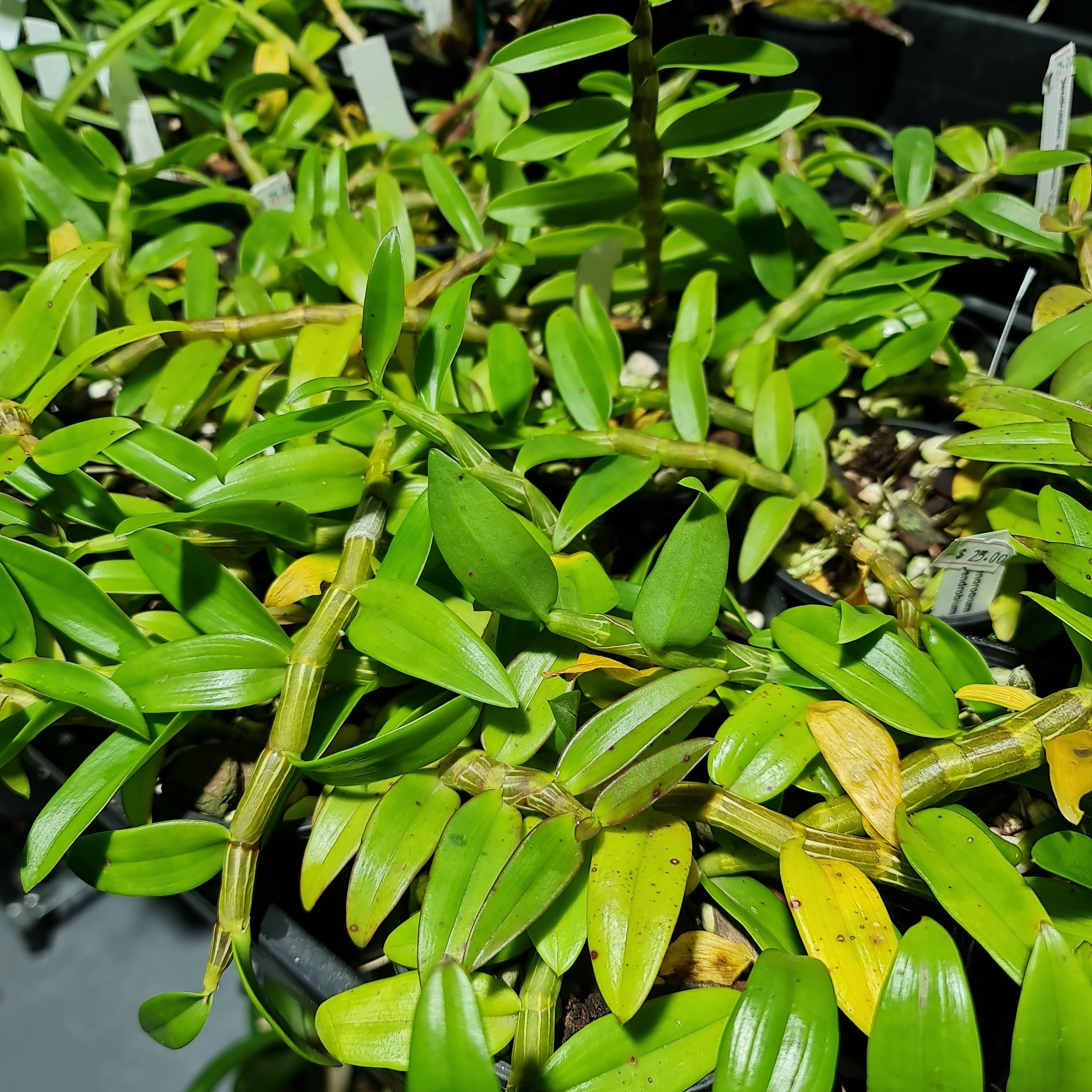 Dendrobium Mackay Parish Secondary image