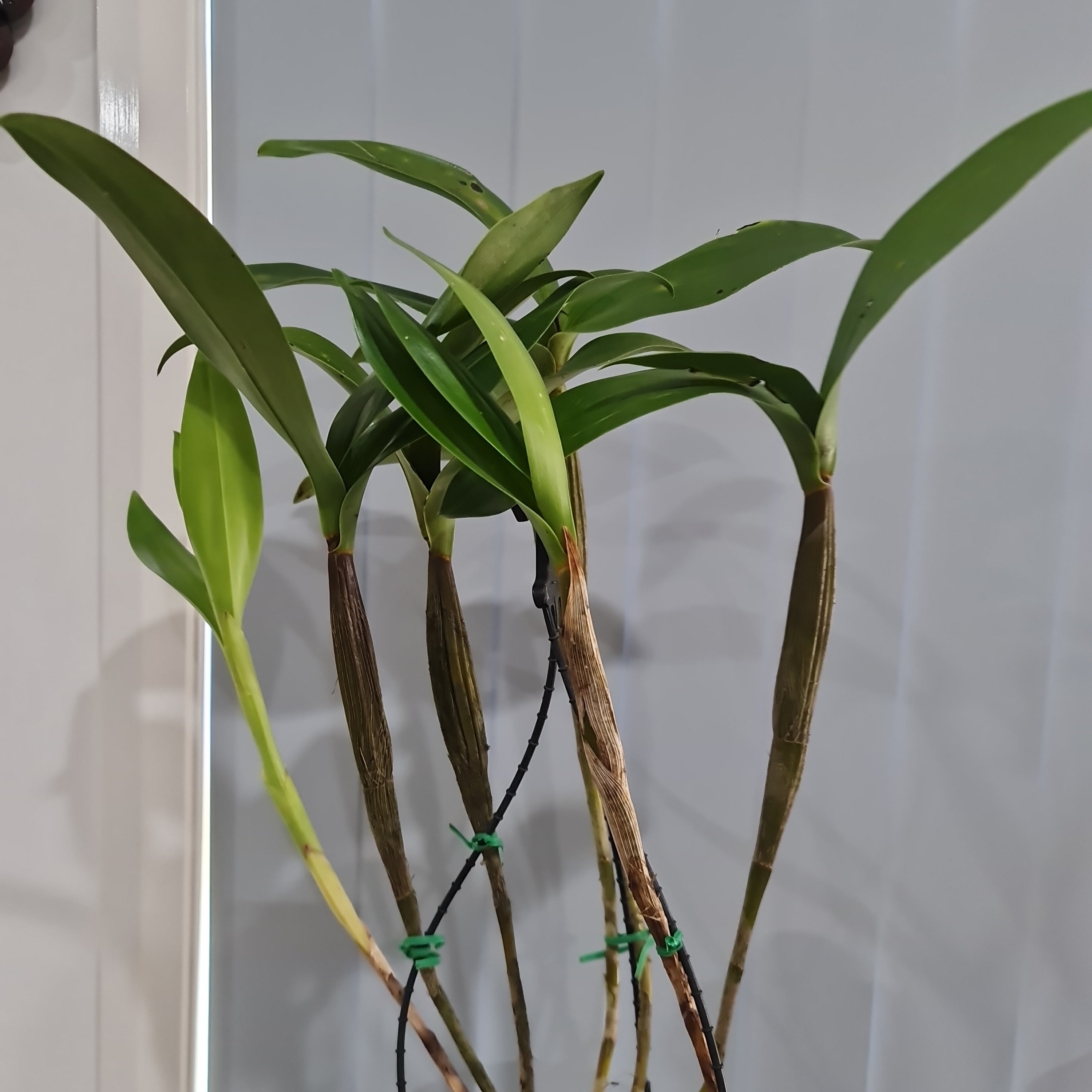 Dendrobium Gordonii (Fragrant Species) Secondary image