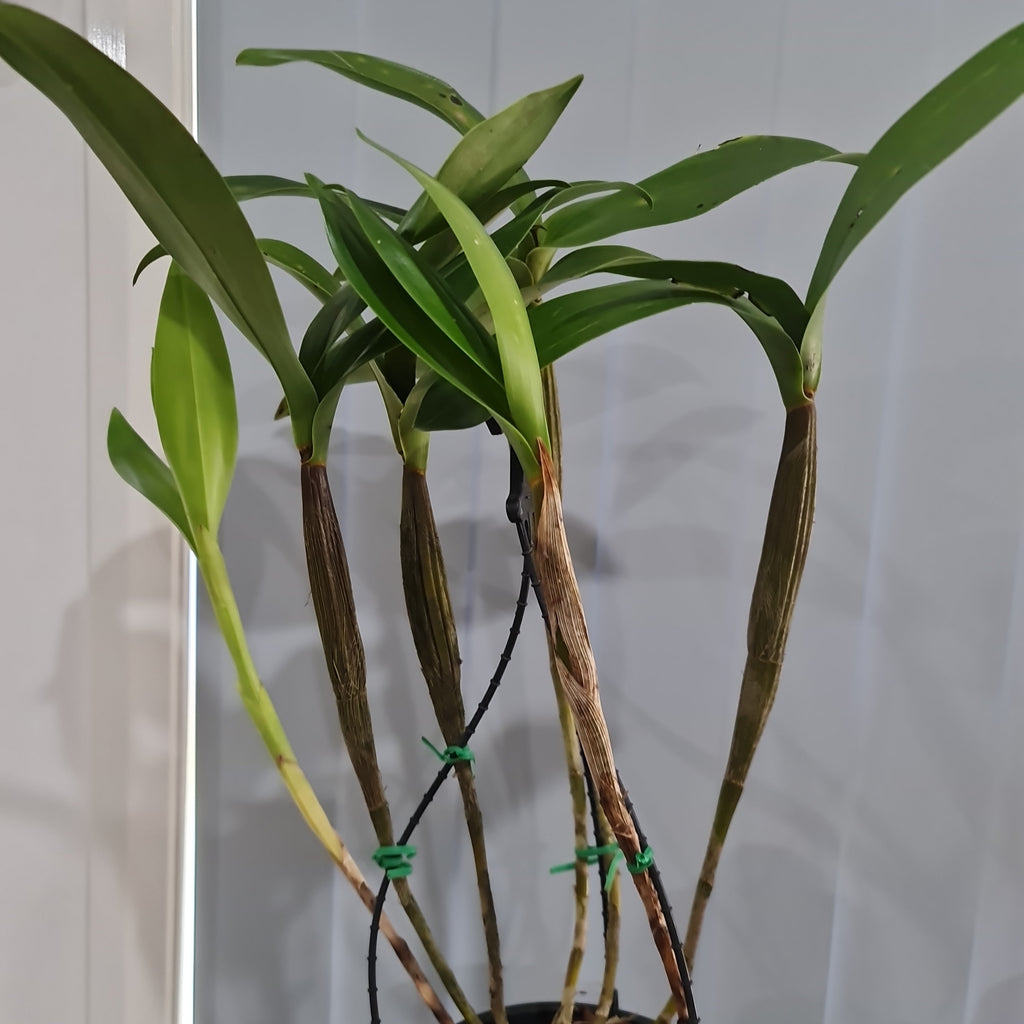 Dendrobium Gordonii (Fragrant Species)