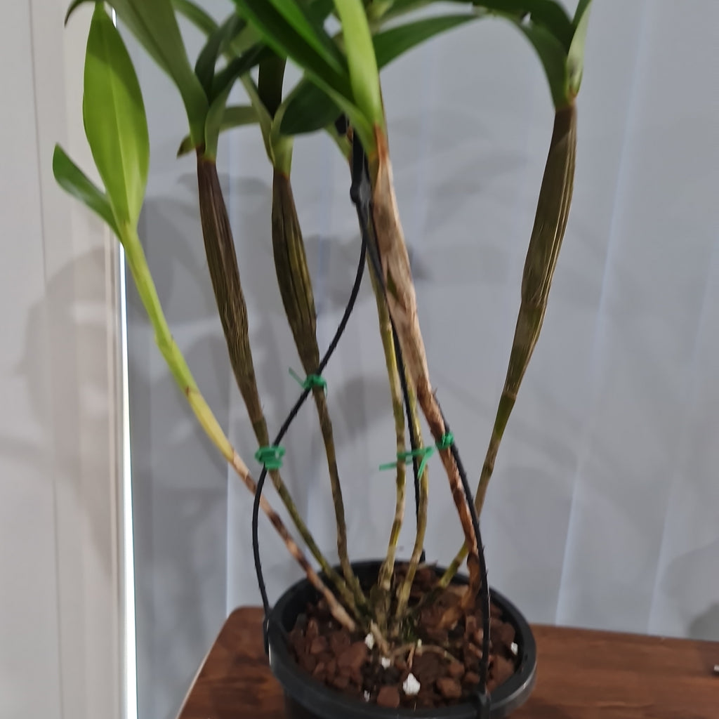 Dendrobium Gordonii (Fragrant Species)