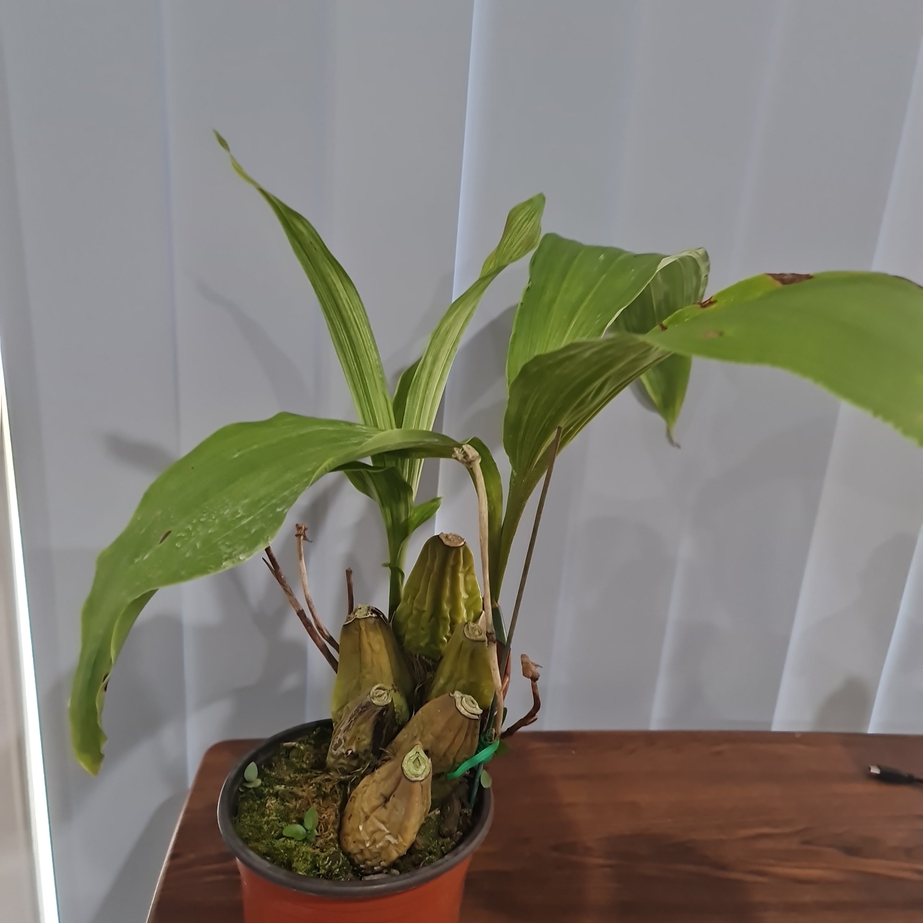 Lycaste  john ezzy x macama (Big Size)