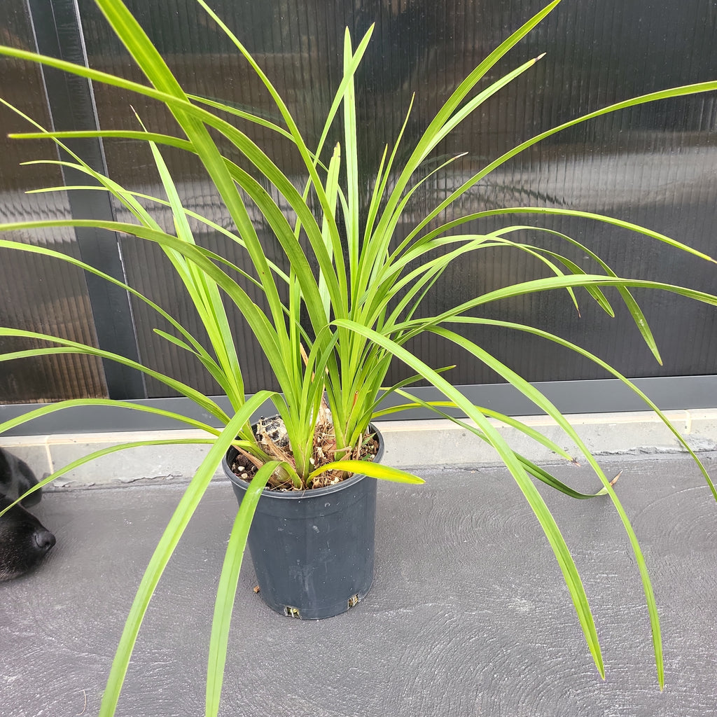 Cymbidium insigne alba x Cym. seidenfadenii (PLUS O)