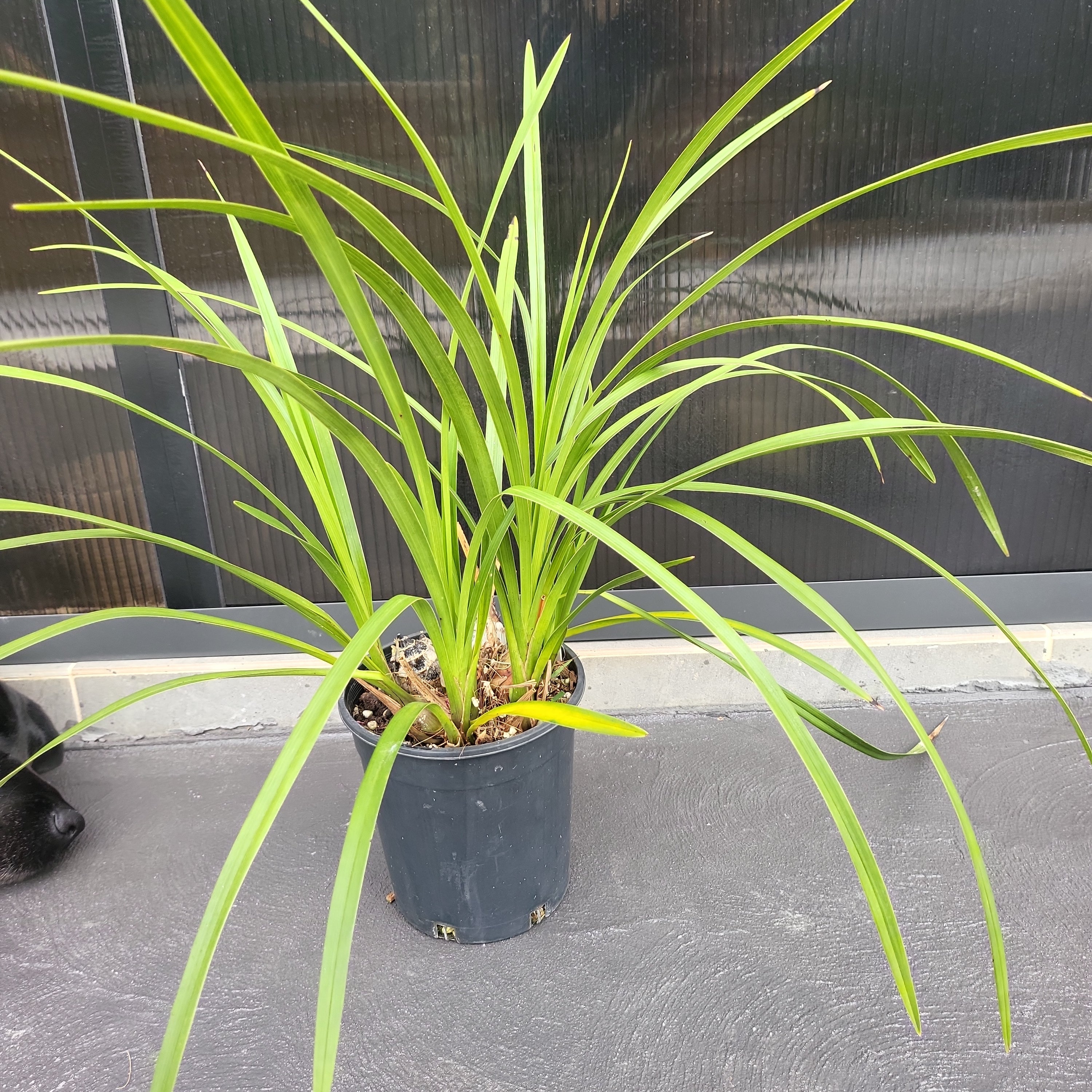 Cymbidium insigne alba x Cym. seidenfadenii (PLUS O)