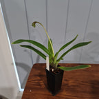 IN BUDS NOW Paphiopedilum gratrixianum (Species from China)