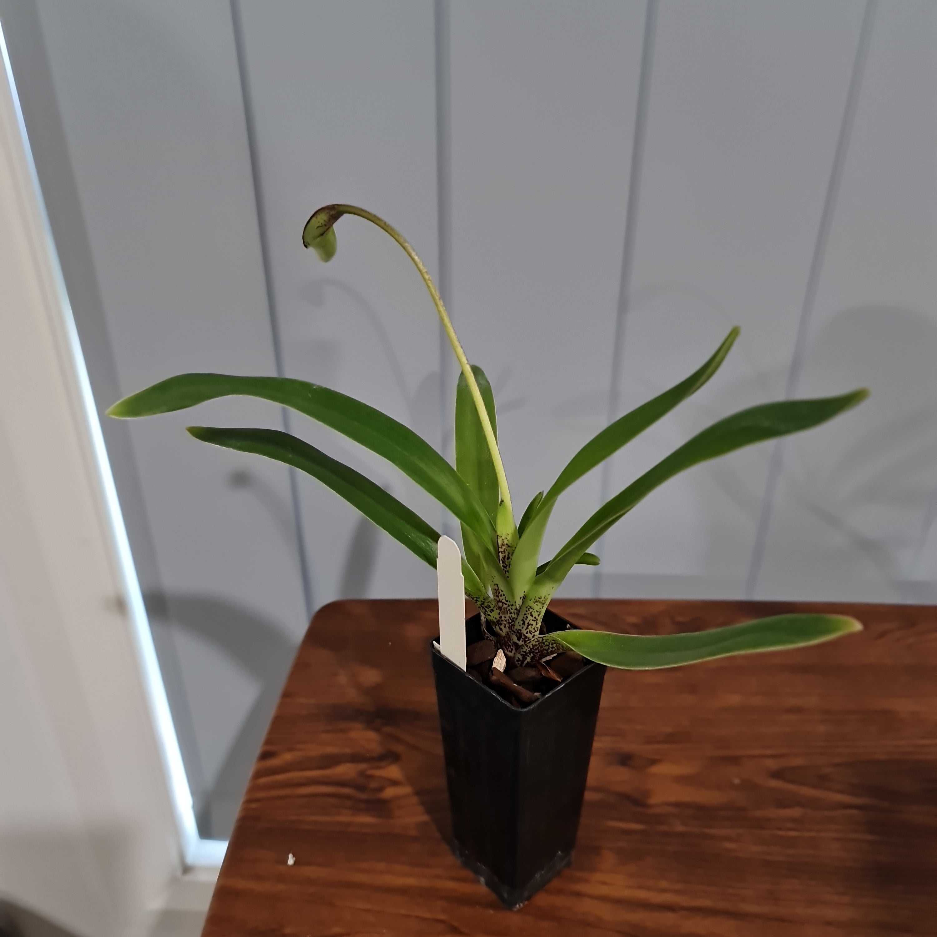 IN BUDS NOW Paphiopedilum gratrixianum (Species from China)