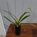 IN BUDS NOW Paphiopedilum gratrixianum (Species from China)