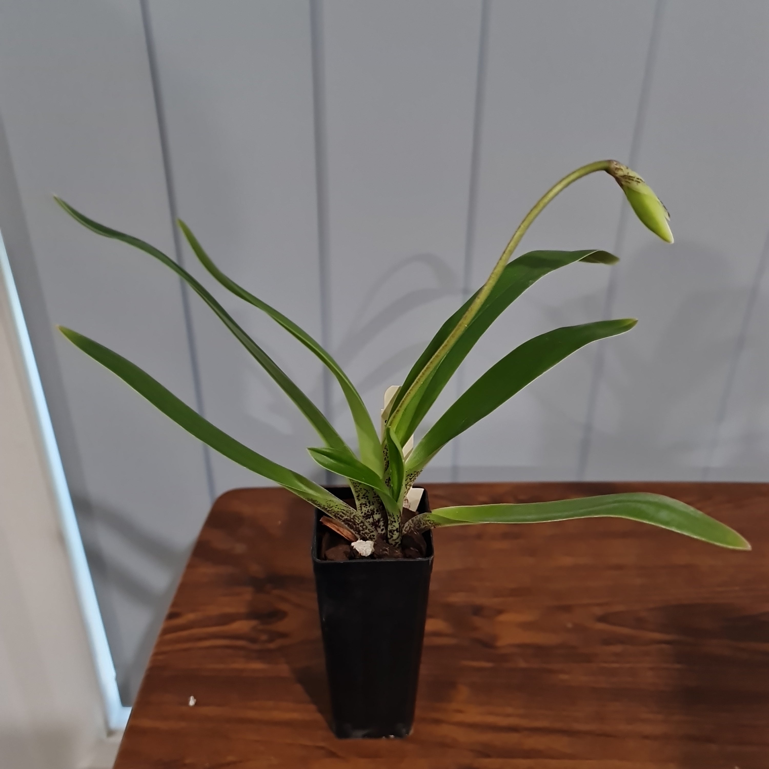 IN BUDS NOW Paphiopedilum gratrixianum (Species from China)