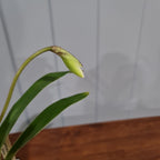 IN BUDS NOW Paphiopedilum gratrixianum (Species from China)