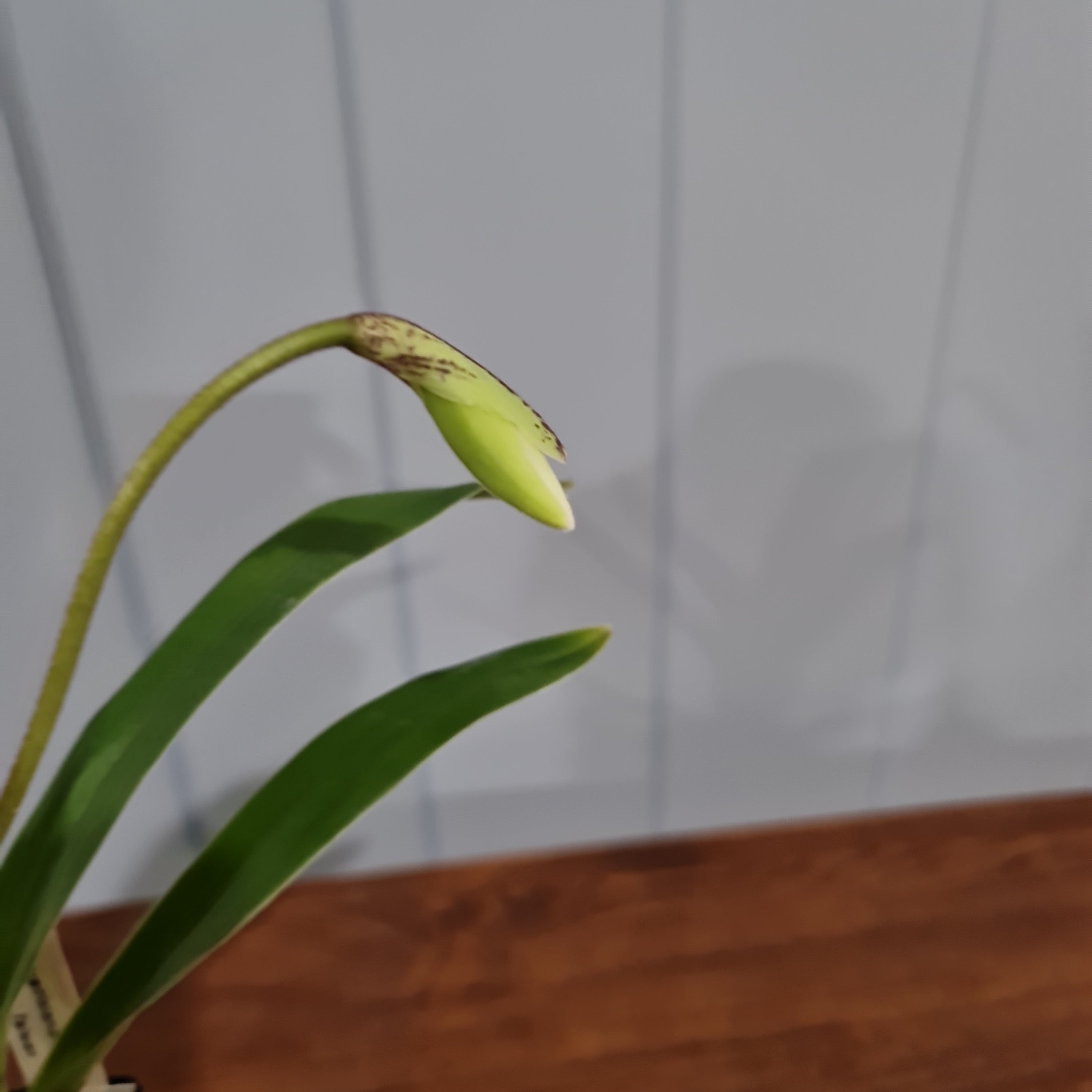 IN BUDS NOW Paphiopedilum gratrixianum (Species from China)