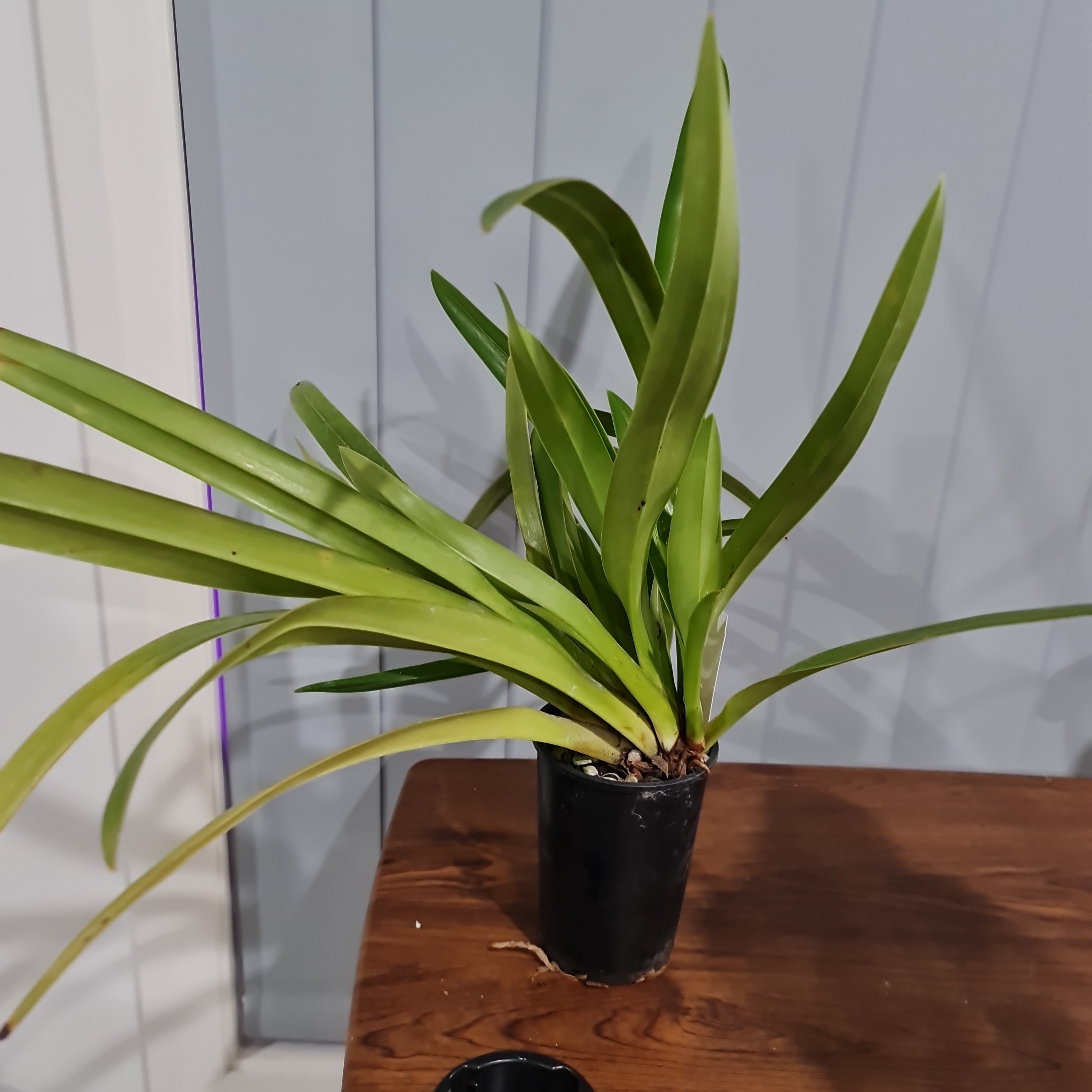Phragmipedium Schroederae Secondary image