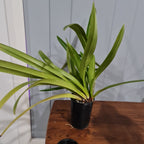 Phragmipedium Schroederae