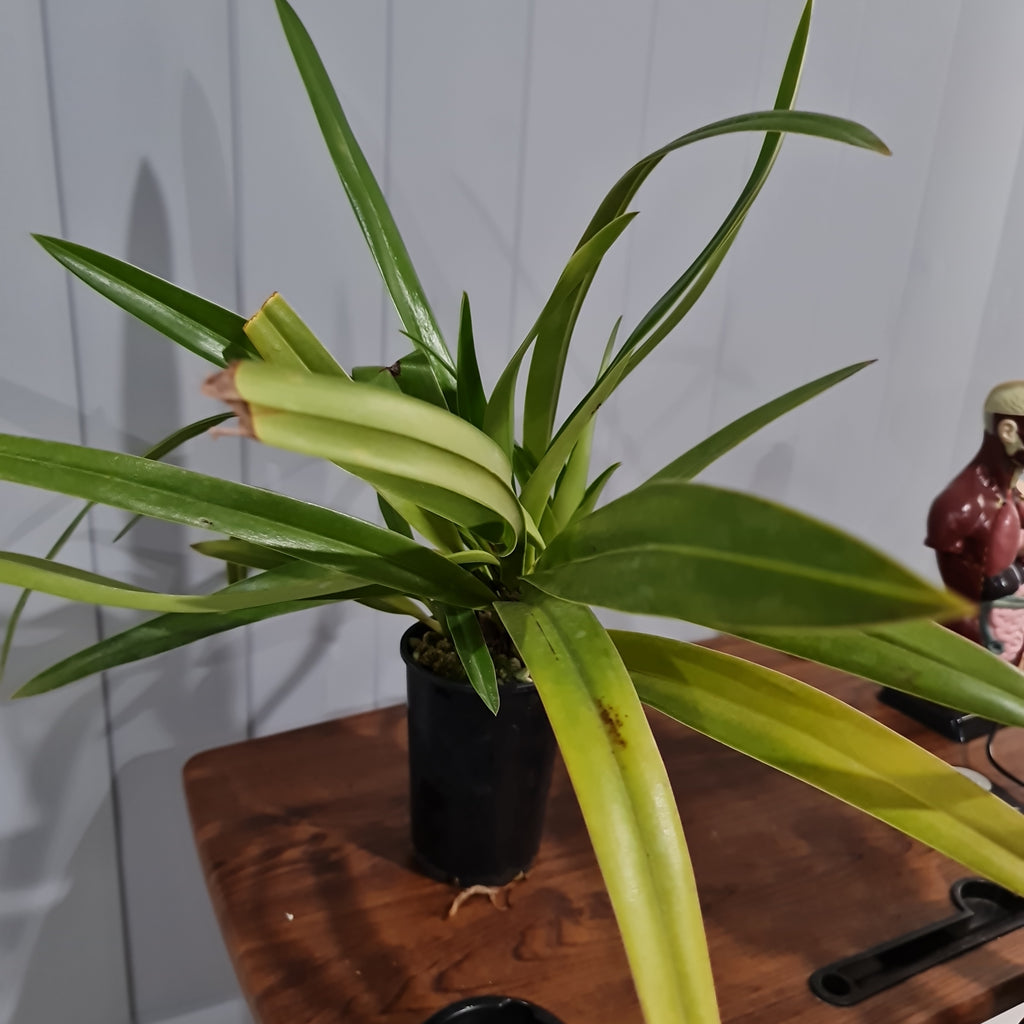 Phragmipedium Schroederae