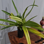 Phragmipedium Schroederae
