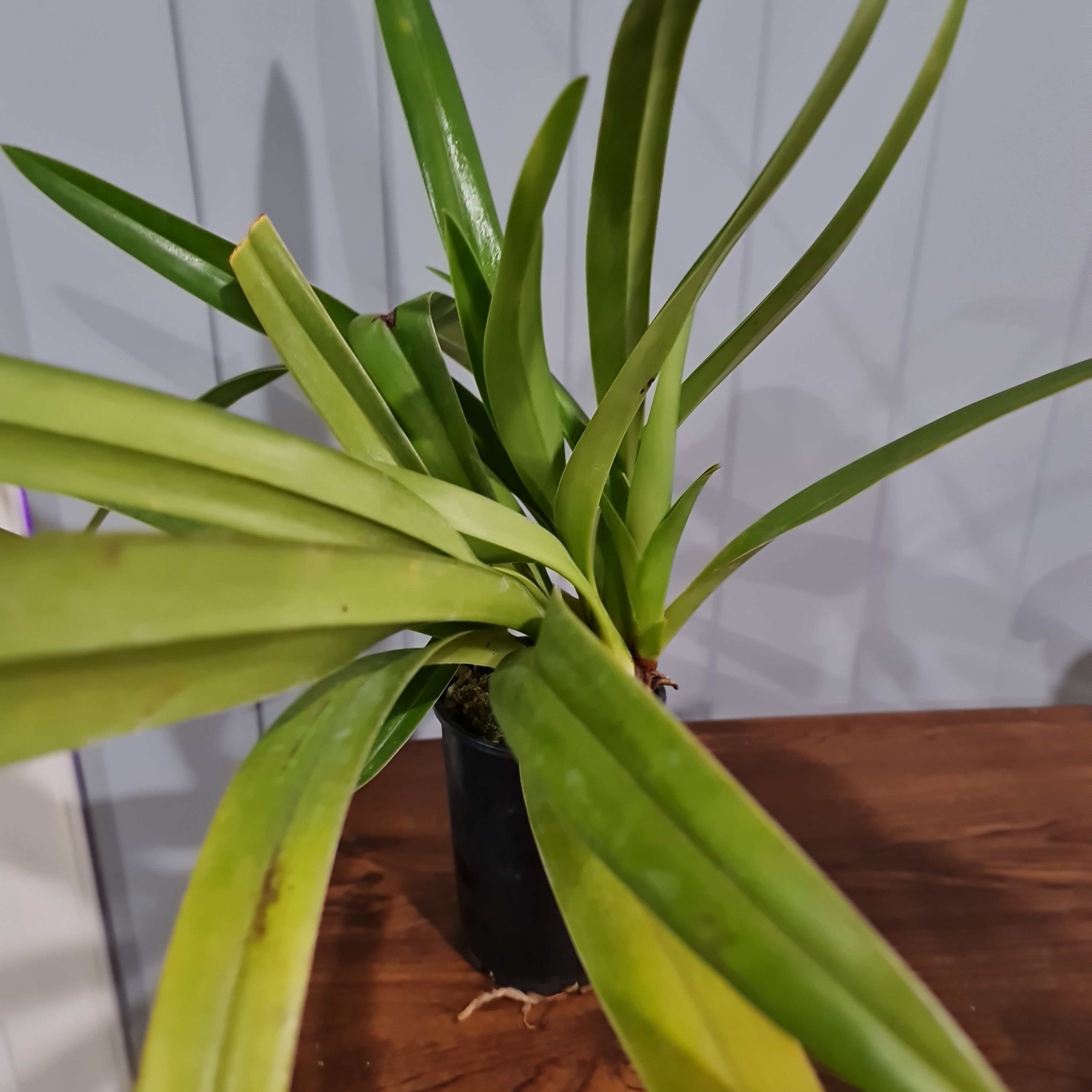 Phragmipedium Schroederae