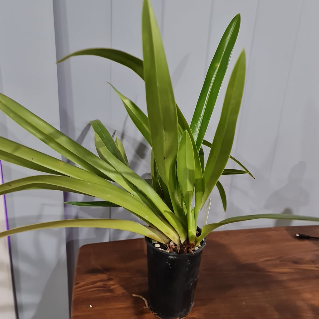 Phragmipedium Schroederae