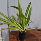 Phragmipedium Schroederae