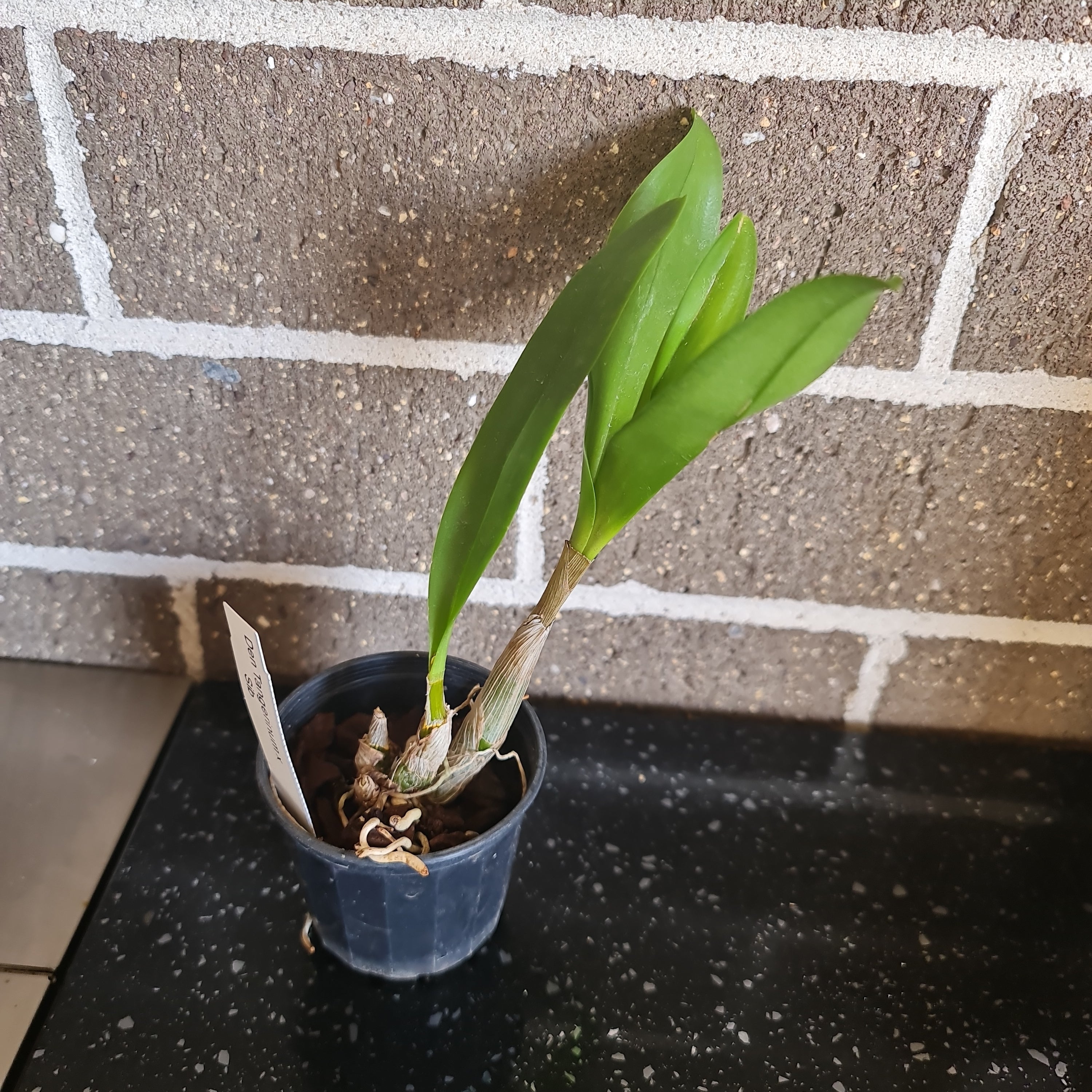 Dendrobium tangerinum x sib (RARE SPECIES) Secondary image