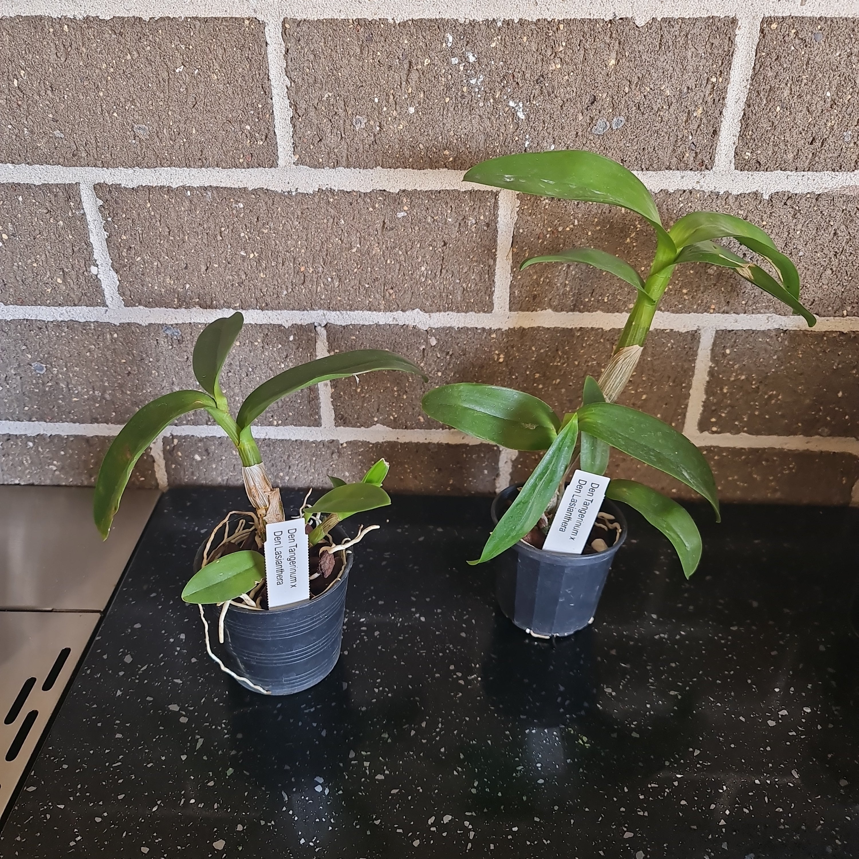 Dendrobium lasianthera x Dendrobium tangerinum (HARD TO FIND)