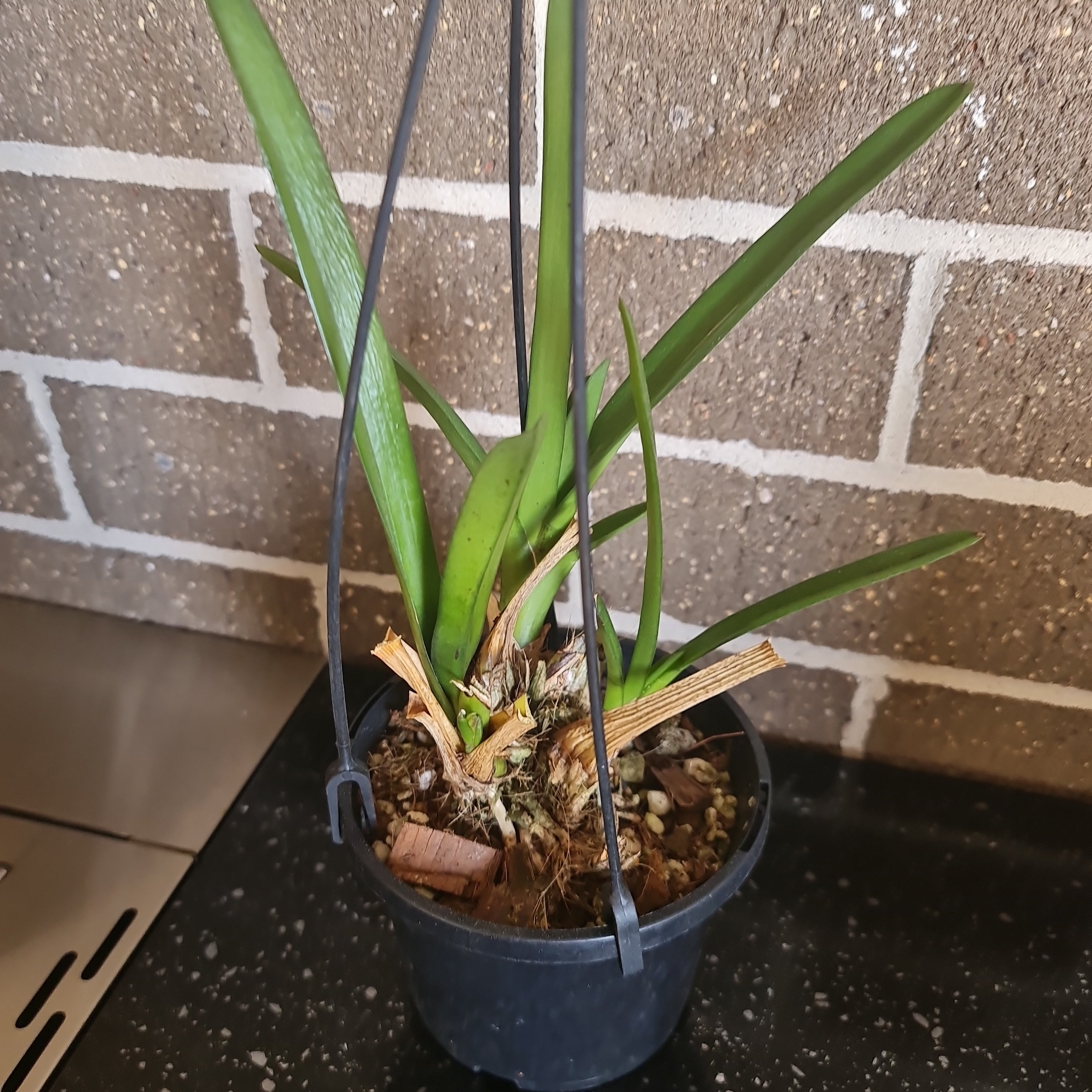 Cymbidium bicolor Secondary image