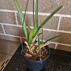 Cymbidium bicolor