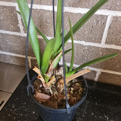 Cymbidium bicolor