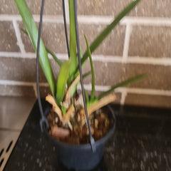 Cymbidium bicolor