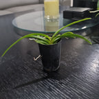 Vanda tessellata (Fragrant Species)