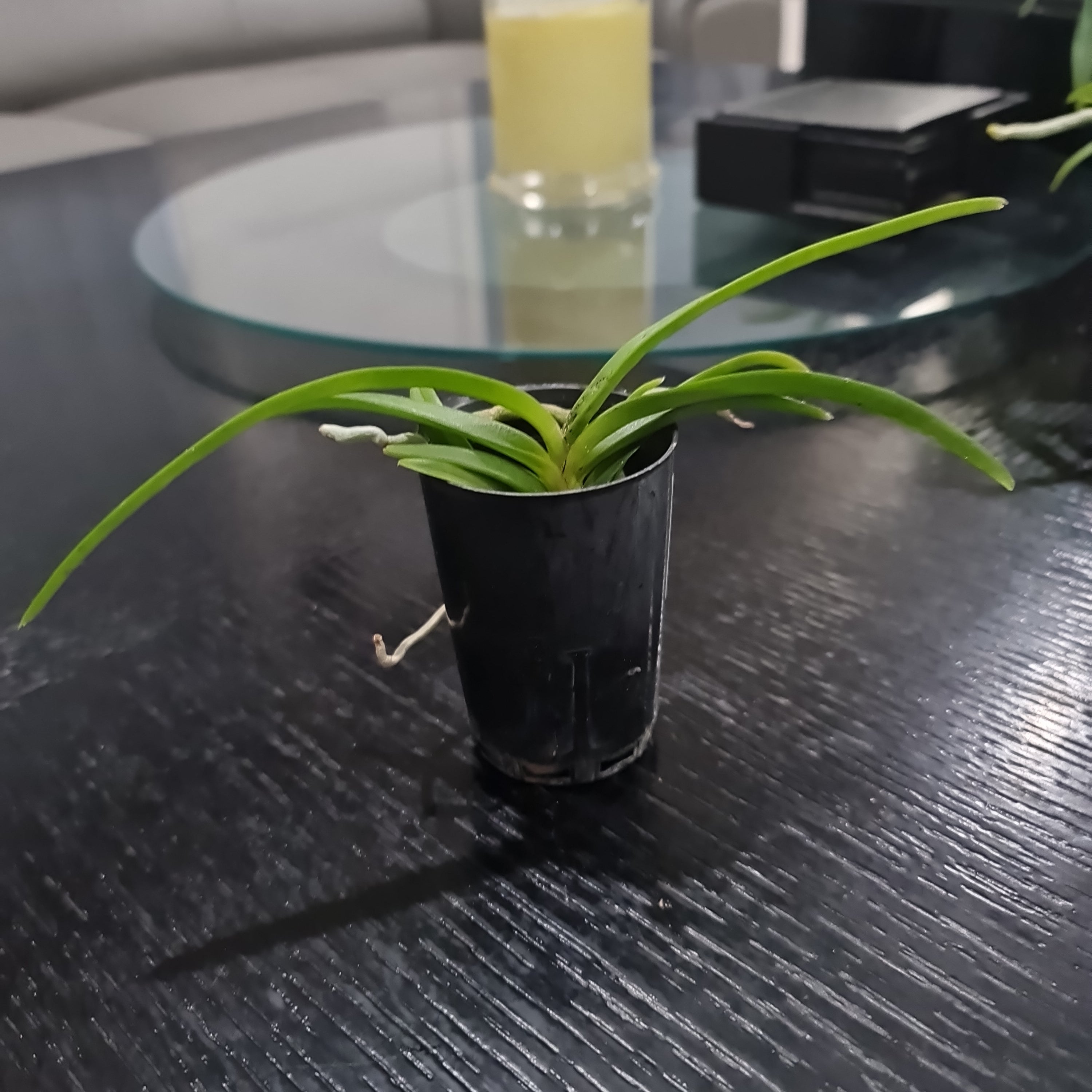 Vanda tessellata (Fragrant Species)