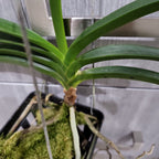 (IN SPIKE NOW) Neostylis Pinky ‘Starry Night’