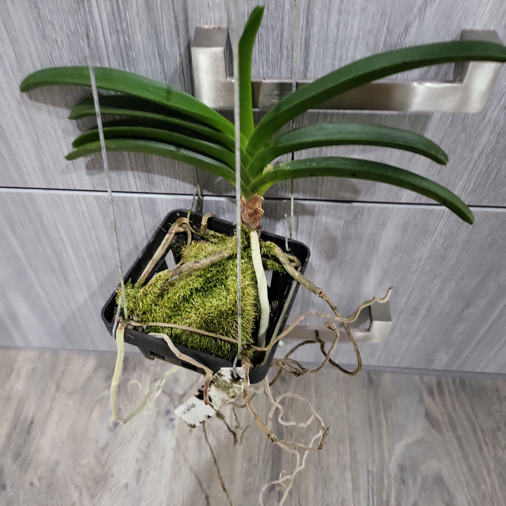 (IN SPIKE NOW) Neostylis Pinky ‘Starry Night’