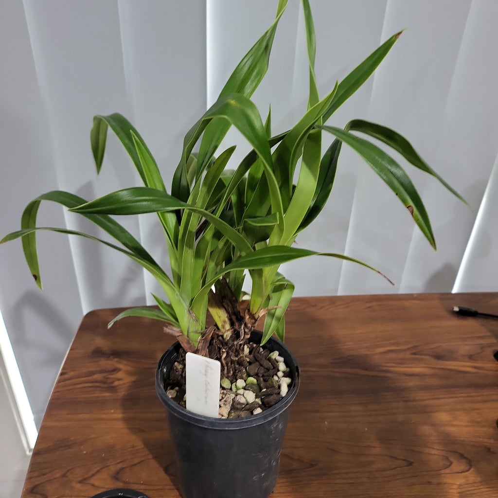 Phrag. Calurum (Sedenii x longifolium)