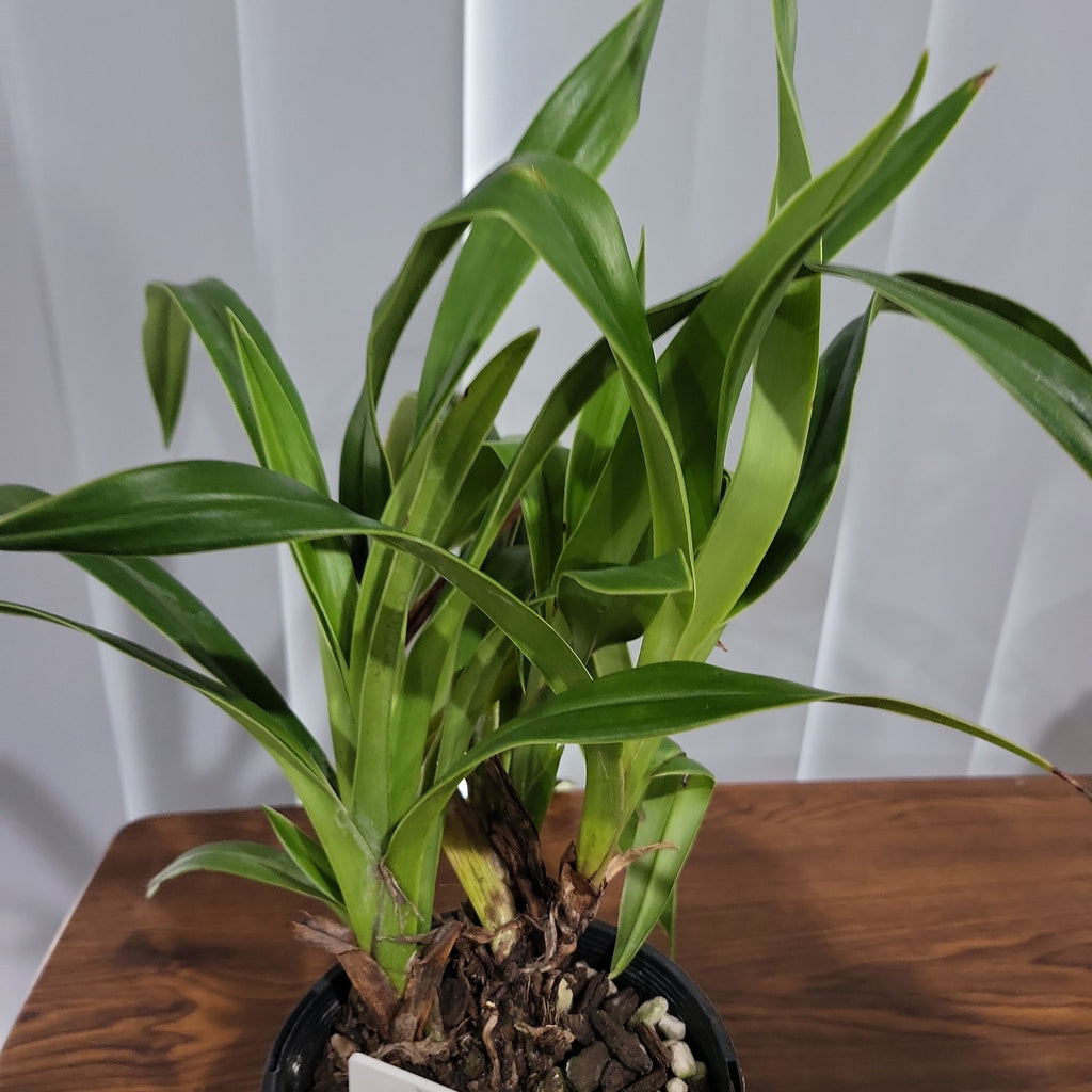 Phrag. Calurum (Sedenii x longifolium)