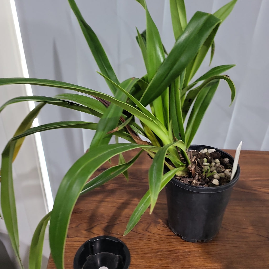 Phrag. Calurum (Sedenii x longifolium)
