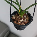 Cymbidium Kintoki