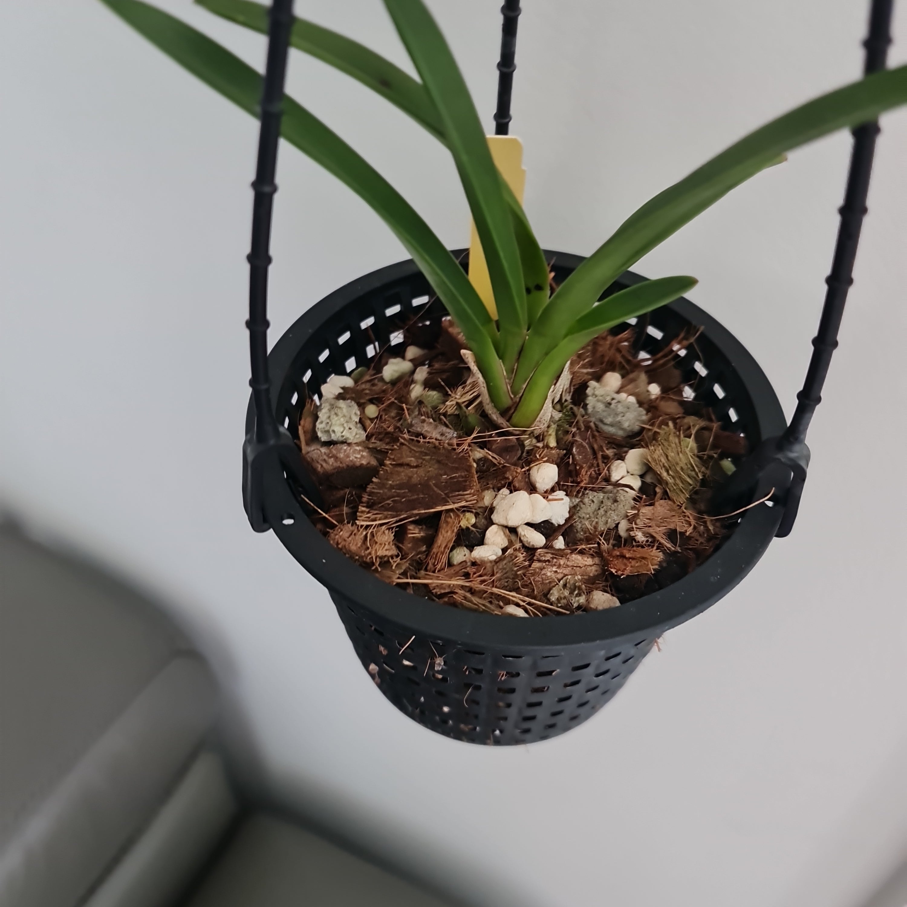 Cymbidium Kintoki