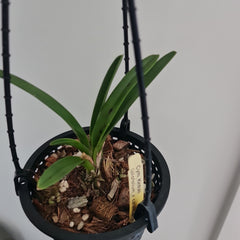 Cymbidium Kintoki