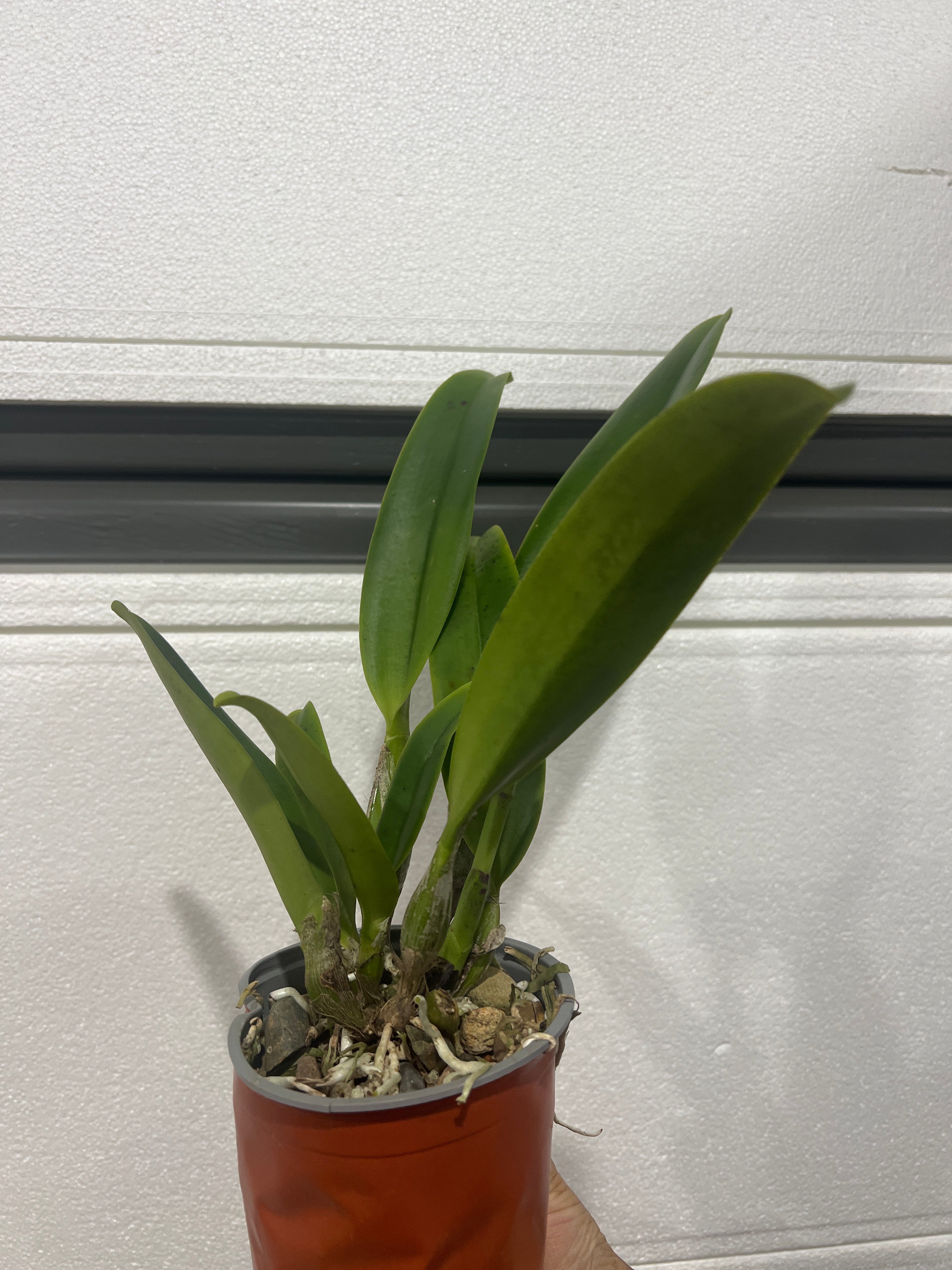 C. Mikkie Nagata 'Orchid Library' (Mericlone) Secondary image