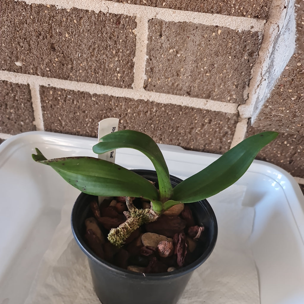 Rhynchostylis gigantea red