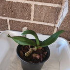 Rhynchostylis gigantea red