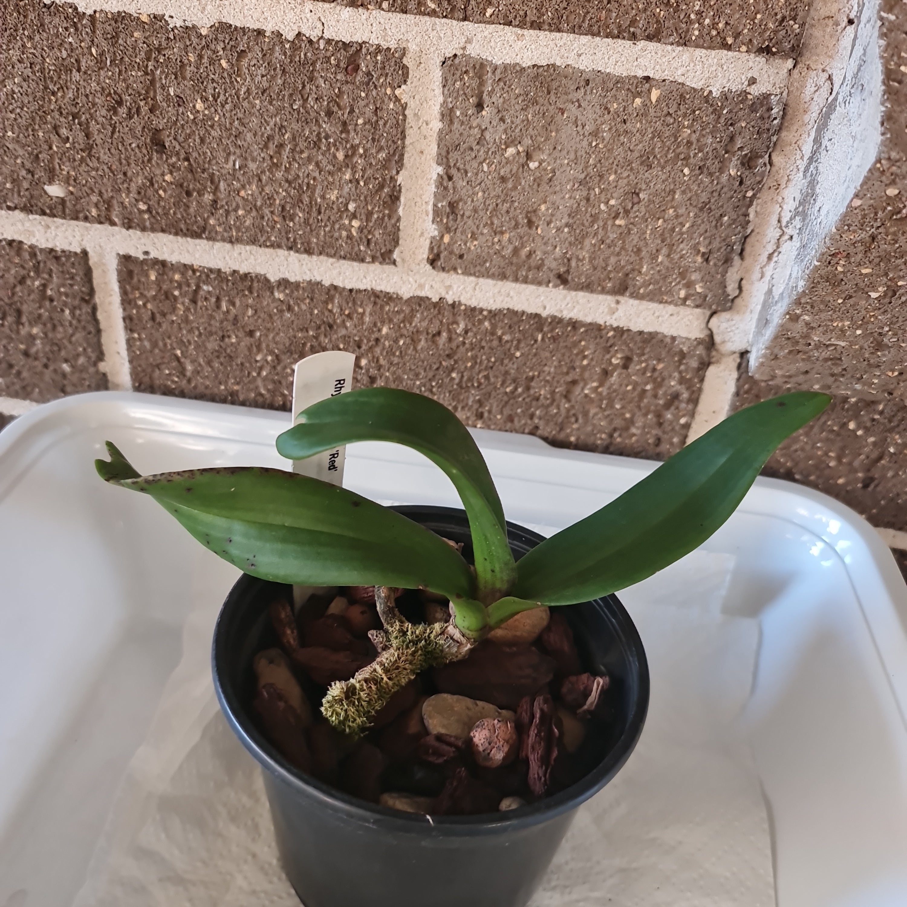 Rhynchostylis gigantea red