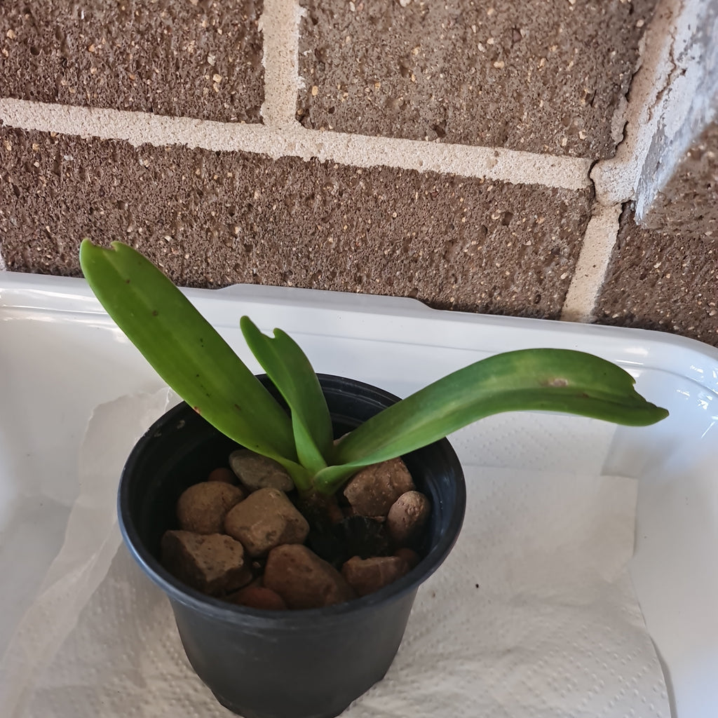 Rhynchostylis  Gigantea Panda